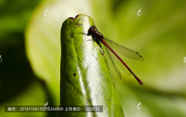 蜻蜓
