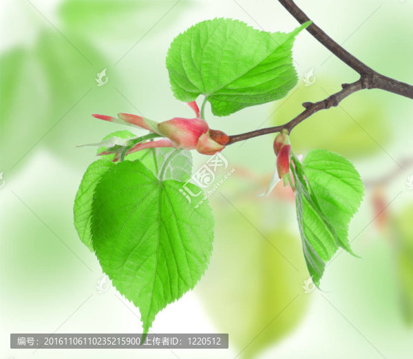 葉子的石灰