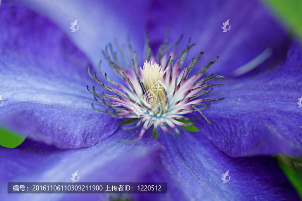 藍色的鐵線蓮