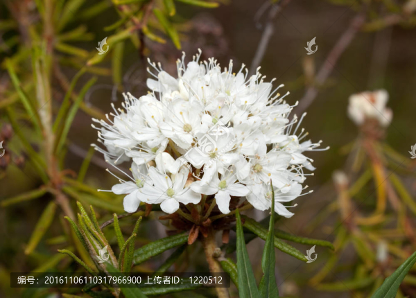 花杜（杜）
