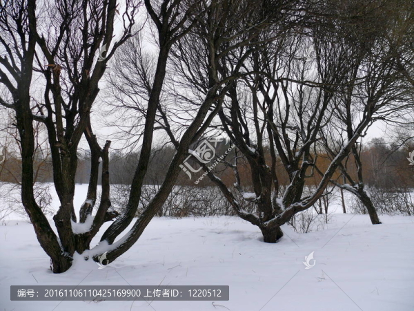 雪中的柳樹。公園streshnevo波克羅夫斯科耶村。莫斯科