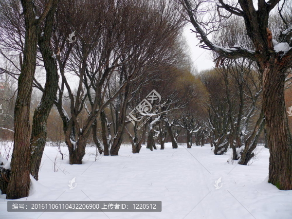 雪中的柳巷。公園streshnevo波克羅夫斯科耶村。莫斯科