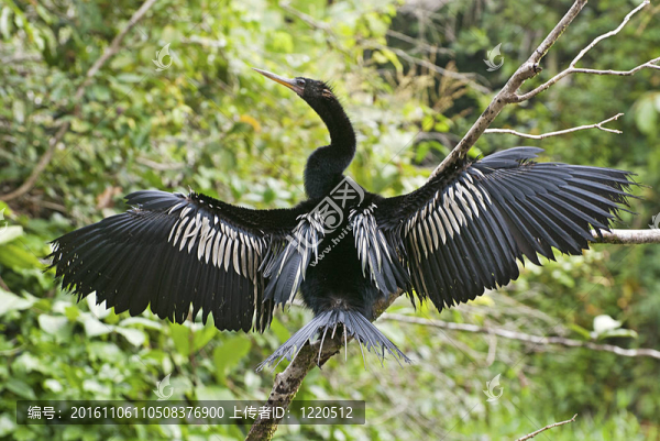 蛇鳥水鳥棲息