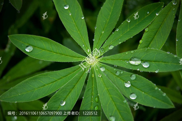 羽扇豆葉隨著雨滴或露水