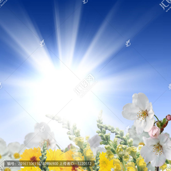 充滿鮮花的草地