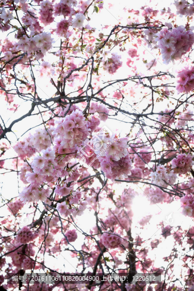 櫻桃花枝