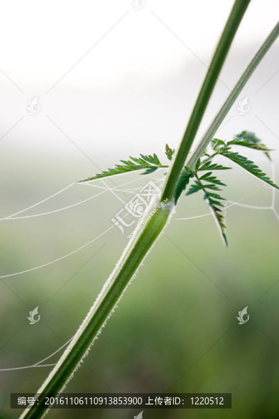 植物蜘蛛網(wǎng)