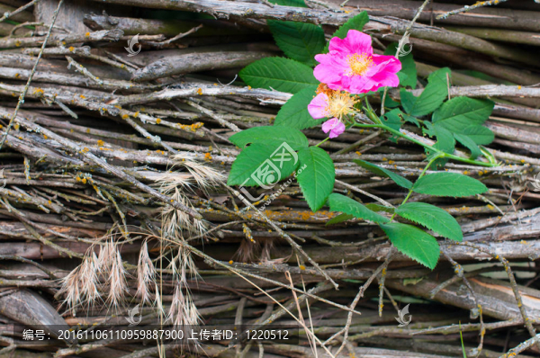 野玫瑰花特寫