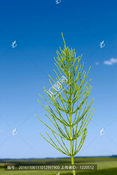 問荊植物