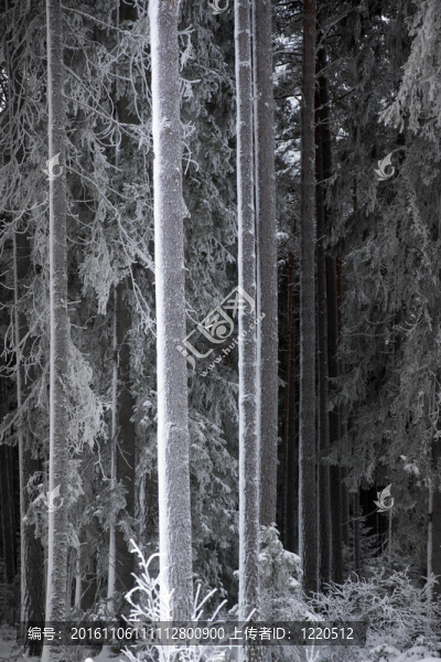 hoar,frost的樹干