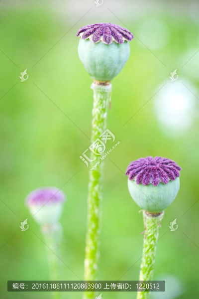 罌粟籽膠囊