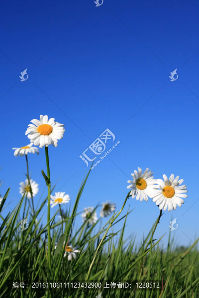 牛眼Daisy,Flowers