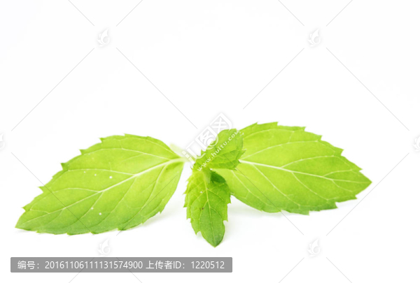 鮮薄荷葉