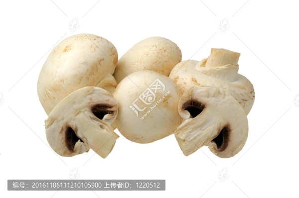 在一個白色的蘑菇