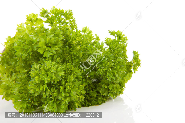 特寫的新鮮歐芹