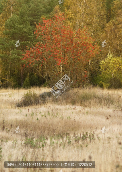 在一場Rowan,tree