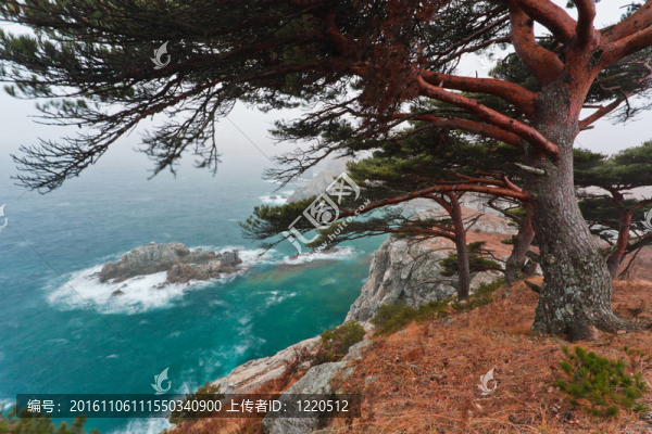 海上雪松