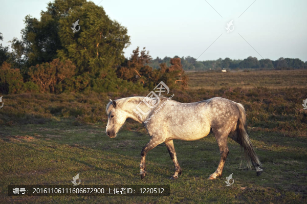 新森林里的小馬沐浴在溫暖的陽(yáng)光中