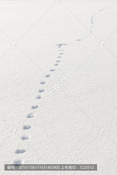 雪中的腳印