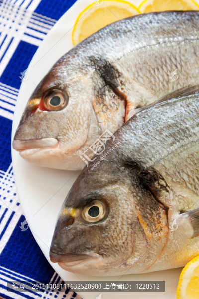 金頭鯛