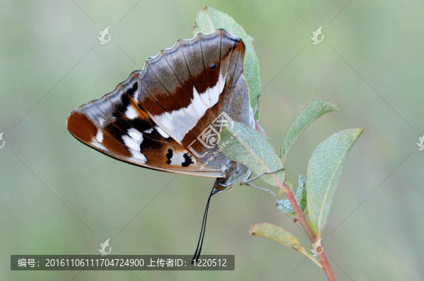 紫帝