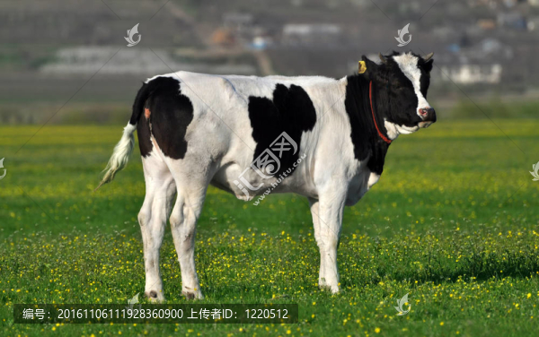 小牛