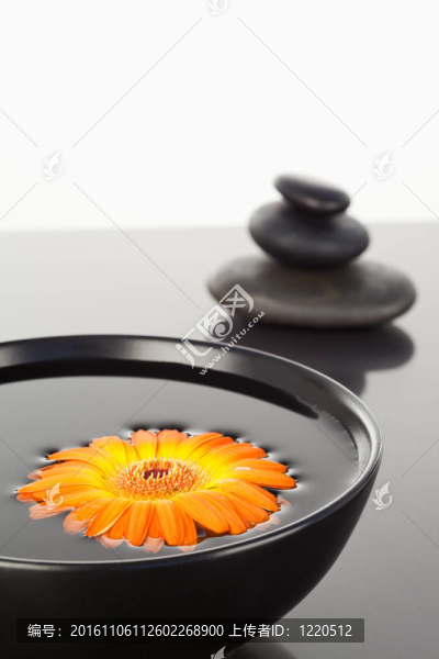 橙色非洲菊漂浮在黑碗和一堆黑色的石子