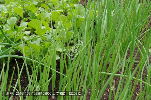 菜園蔬菜蘿卜和洋蔥