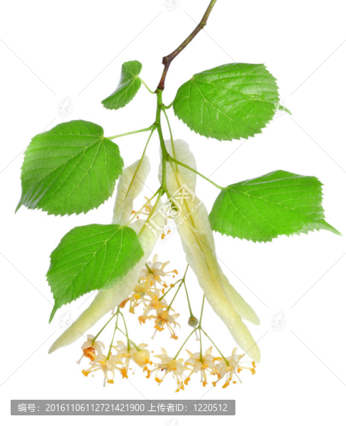 菩提樹(shù)花