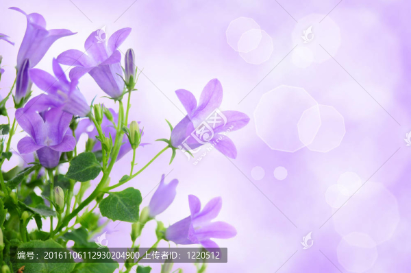 紫色的花朵背景