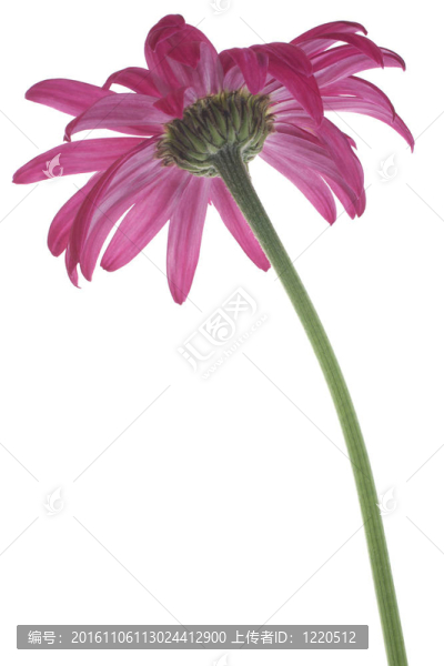 雛菊