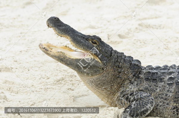 鱷魚