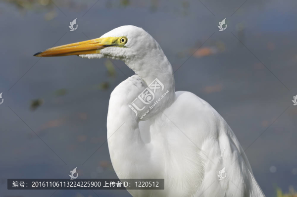 大白鷺