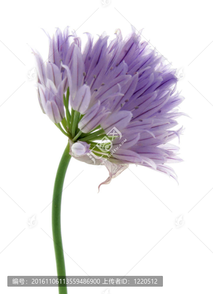 韭菜