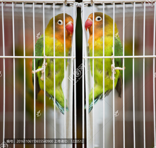 鳥