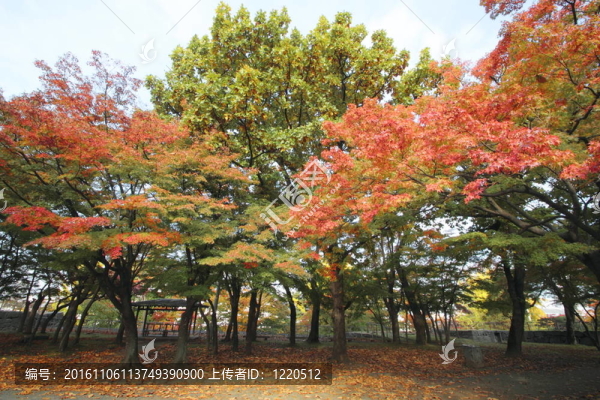 在巖手公園的彩色的葉子