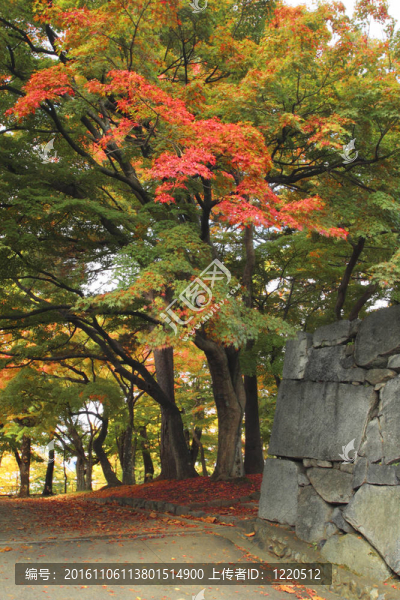在巖手公園的彩色的葉子