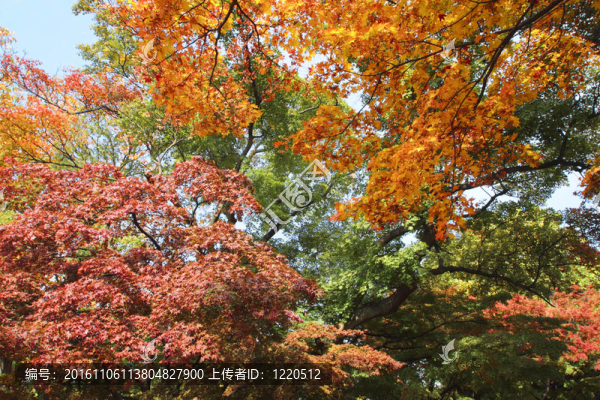 在巖手公園的彩色的葉子