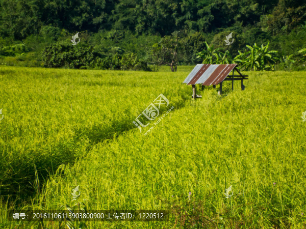 稻田小屋