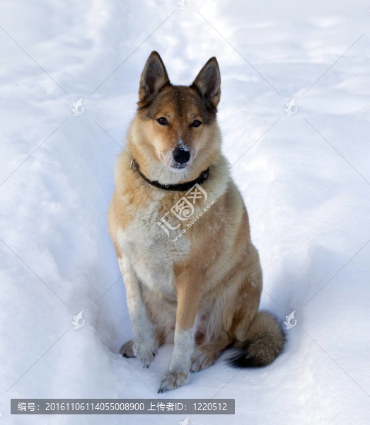在雪堆里的一只狗