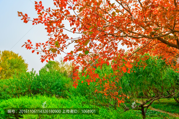 紅葉