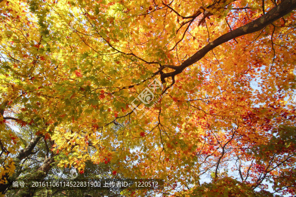 秋天的紅葉；楓