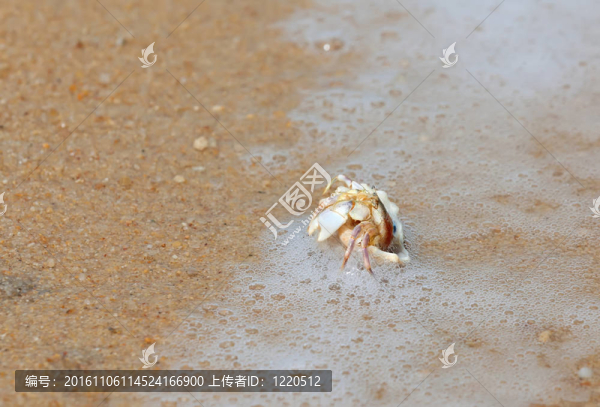 螃蟹在沙灘上的貝殼
