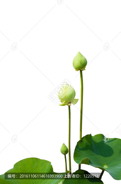 白蓮花上分離的蓮花