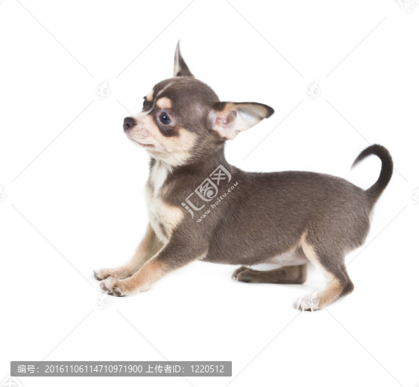 巧克力和白色奇瓦瓦小狗；8周大；站在白色背景的前面