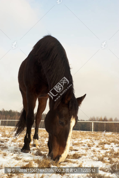 馬