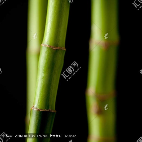 綠色的竹