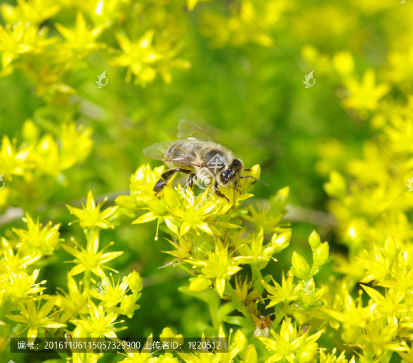 蜜蜂在花