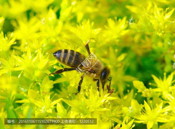 蜜蜂
