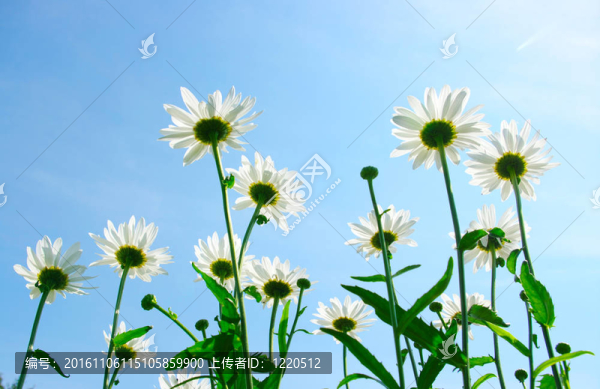 白色的雛菊
